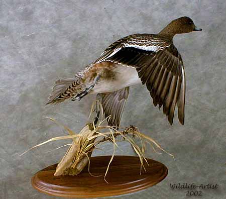 hen widgeon mount